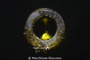 Photo taken with snoot technique. Pair of gold gobies tha... by Marchione Giacomo 